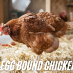 egg bound chicken