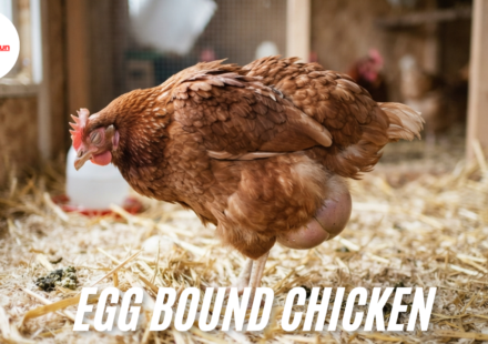 egg bound chicken