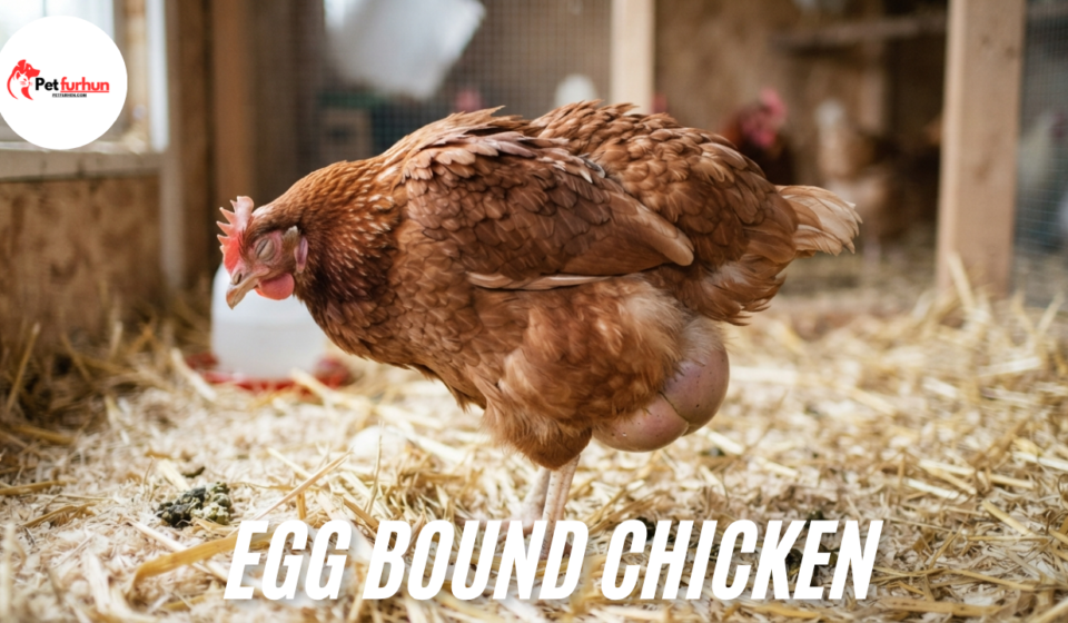 egg bound chicken