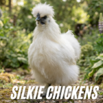 Silkie chickens