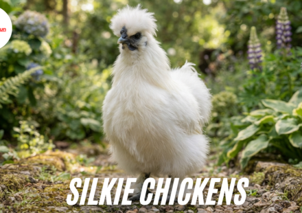 Silkie chickens