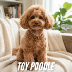 Toy Poodle