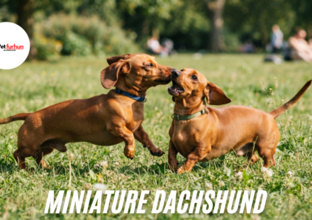 Miniature Dachshund