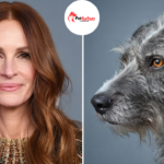 julia roberts pets
