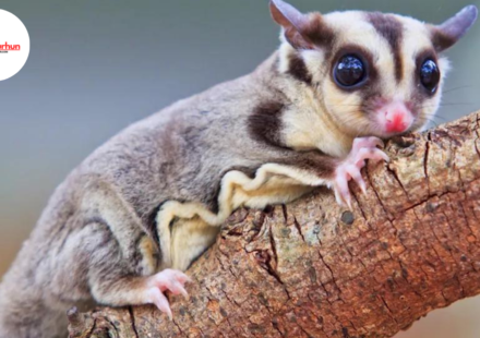 one of a kind pets