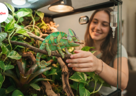 are chameleons good pets