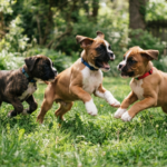 boxer puppies