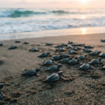 baby turtles