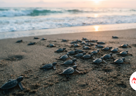 baby turtles