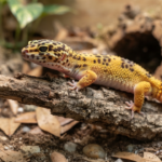 Leopard gecko