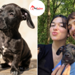 dua lipa pets