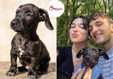 dua lipa pets