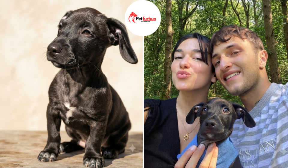dua lipa pets