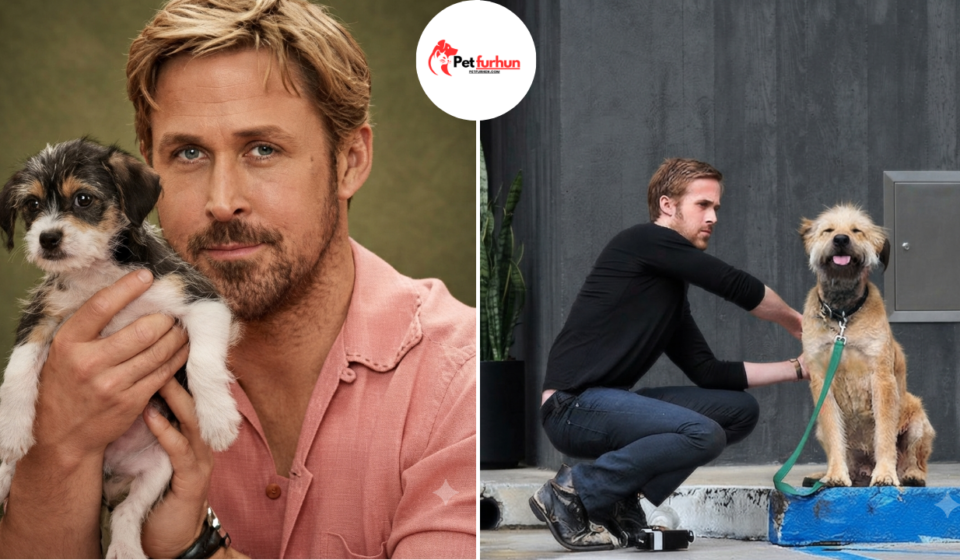 ryan gosling pets