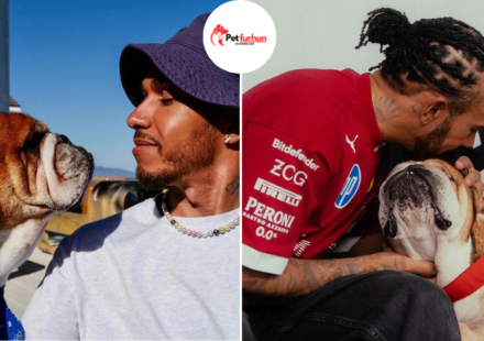 lewis hamilton pets