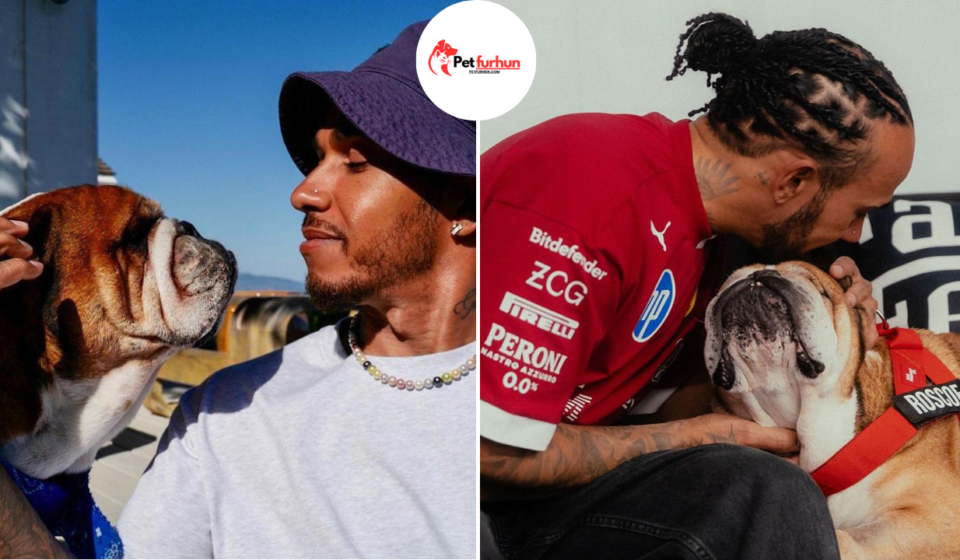 lewis hamilton pets