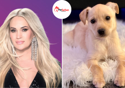 carrie underwood pets