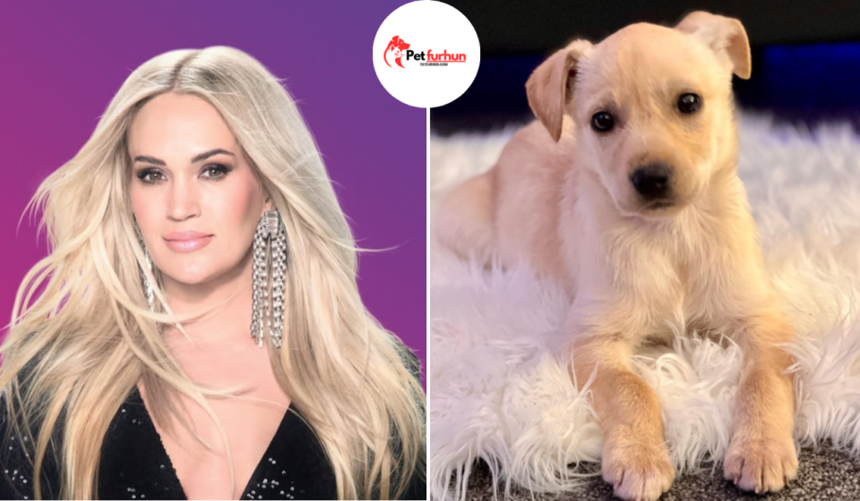 carrie underwood pets