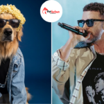 justin timberlake pets