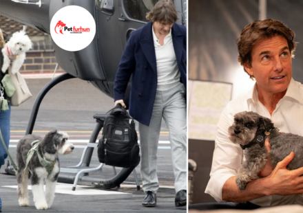 tom cruise pets