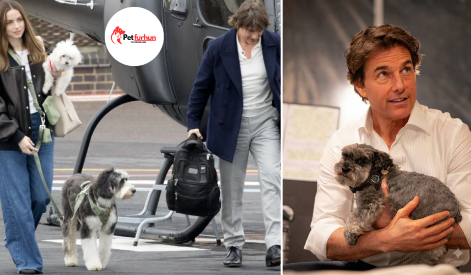 tom cruise pets