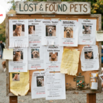 lost and found pets