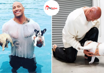 dwayne johnson pets
