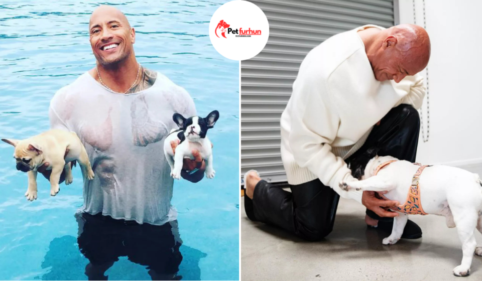 dwayne johnson pets