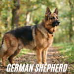 german shepherd