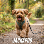 jackapoo