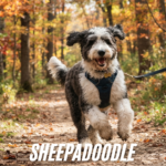 Sheepadoodle