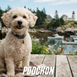 poochon