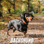 dachshund