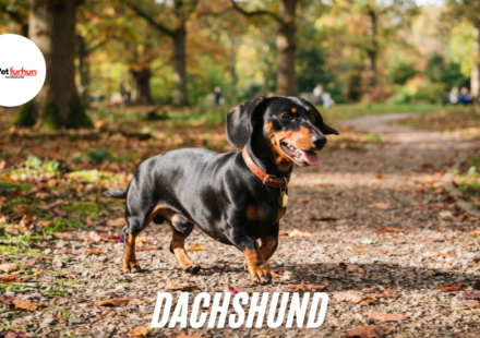 dachshund