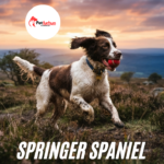 sprocker spaniel