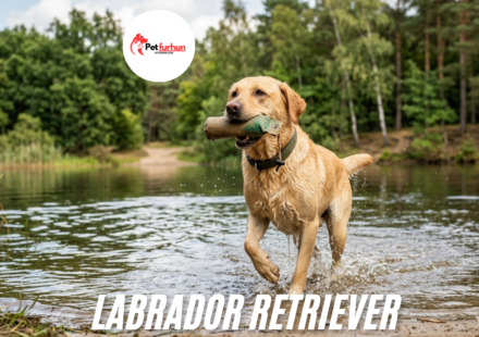 Labrador Retriever