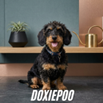 doxiepoo