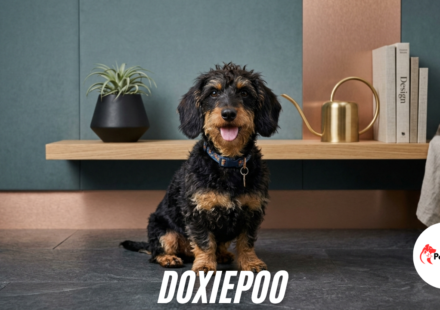 doxiepoo