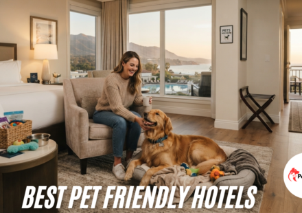 best pet friendly hotels