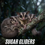 sugar glider