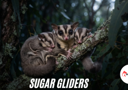 sugar glider