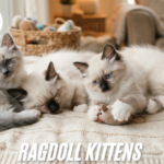 Ragdoll kittens
