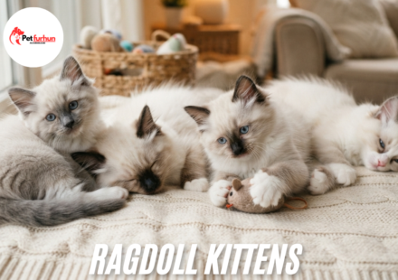 Ragdoll kittens
