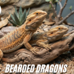 Bearded dragons