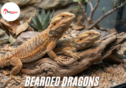 Bearded dragons