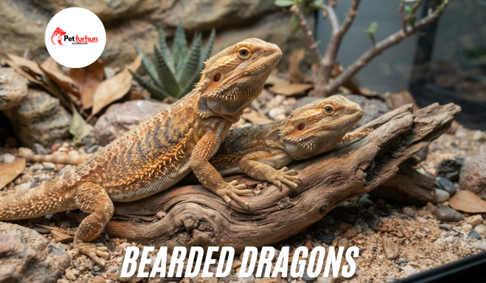 Bearded dragons