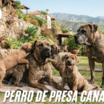 Perro de Presa Canario