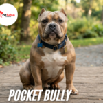 pocket bully