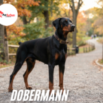 doberman