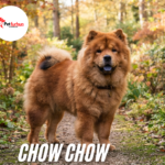 Chow Chow